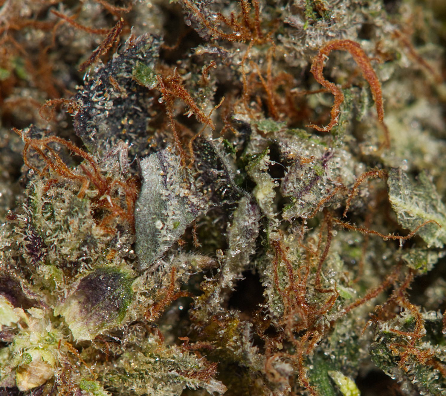 Ace Killer Og (AA) Ace Killer Og (AA)