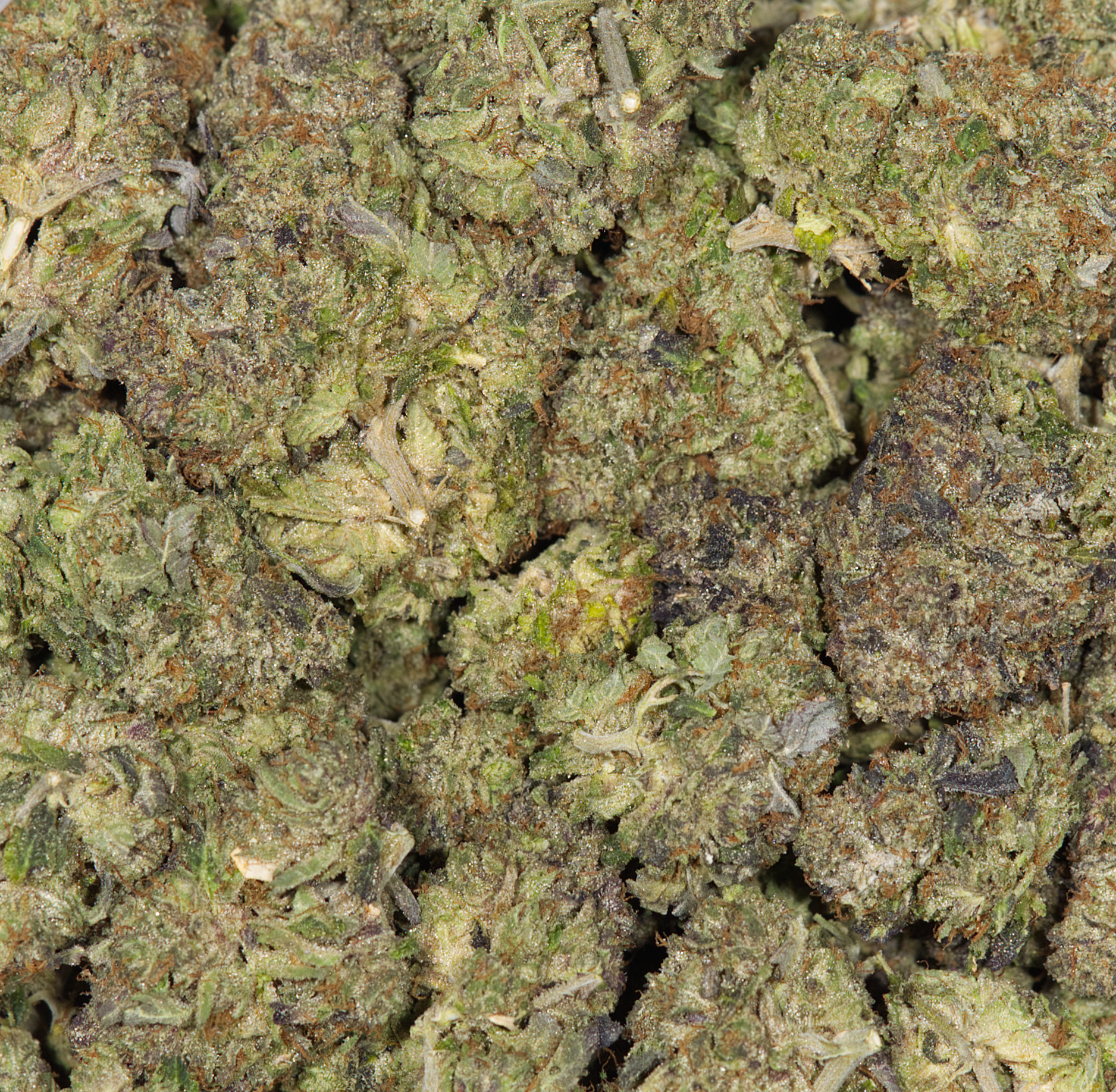 Ace Killer Og (AA) Ace Killer Og (AA)