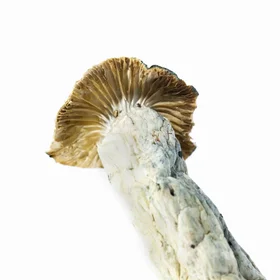 A-One Mushrooms - Transkei