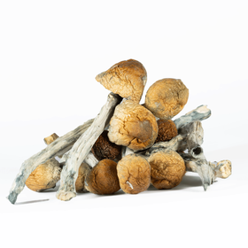 A-One Mushrooms - B Plus