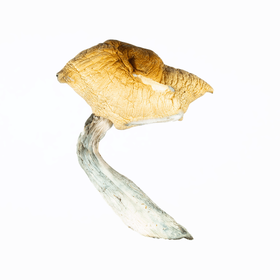 A-One Mushrooms - Hillbilly