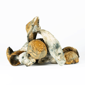 A-One Mushrooms - Makilla Gorilla