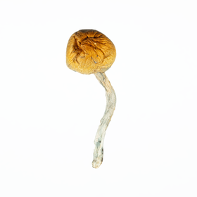 A-One Mushrooms - Trinity
