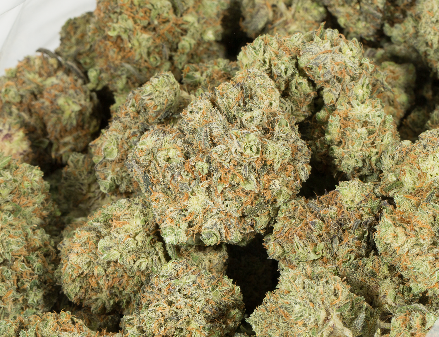 Blackberry x Blueberry (AA+) Blackberry x Blueberry (AA+)