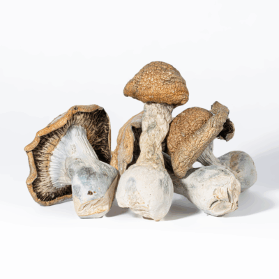 Code Blue Mushrooms