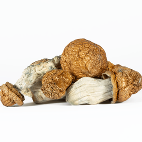 A-One Mushrooms - Golden Emperor