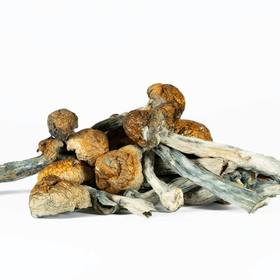 A-One Mushrooms - Golden Teacher