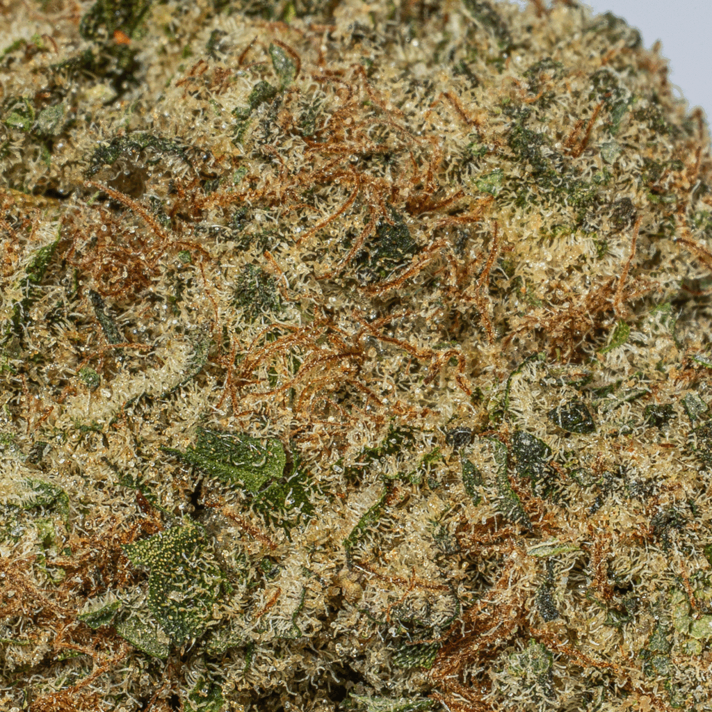 GCO