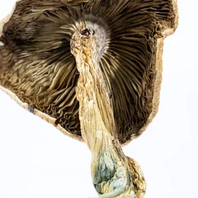 A-One Mushrooms - Amazonian A-One Mushrooms - Amazonian
