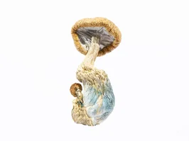 A-One Mushrooms - Amazonian A-One Mushrooms - Amazonian