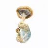 A-One Mushrooms - Amazonian