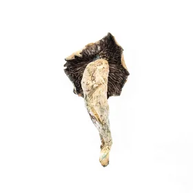 A-One Mushrooms - PF Classic