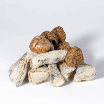 Penis Envy Mushrooms