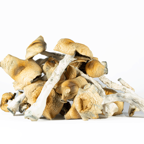 A-One Mushrooms - Steel Magnolia