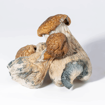 Trinity Mushrooms