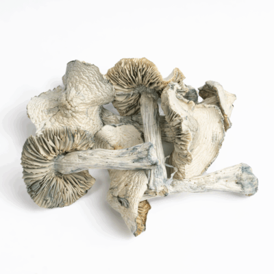 Treasure Coast Albino Mushrooms