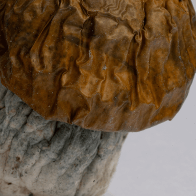 Avalanche Mushrooms