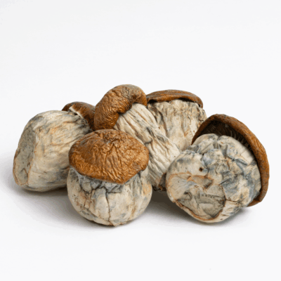 Dino Eggs Mushrooms