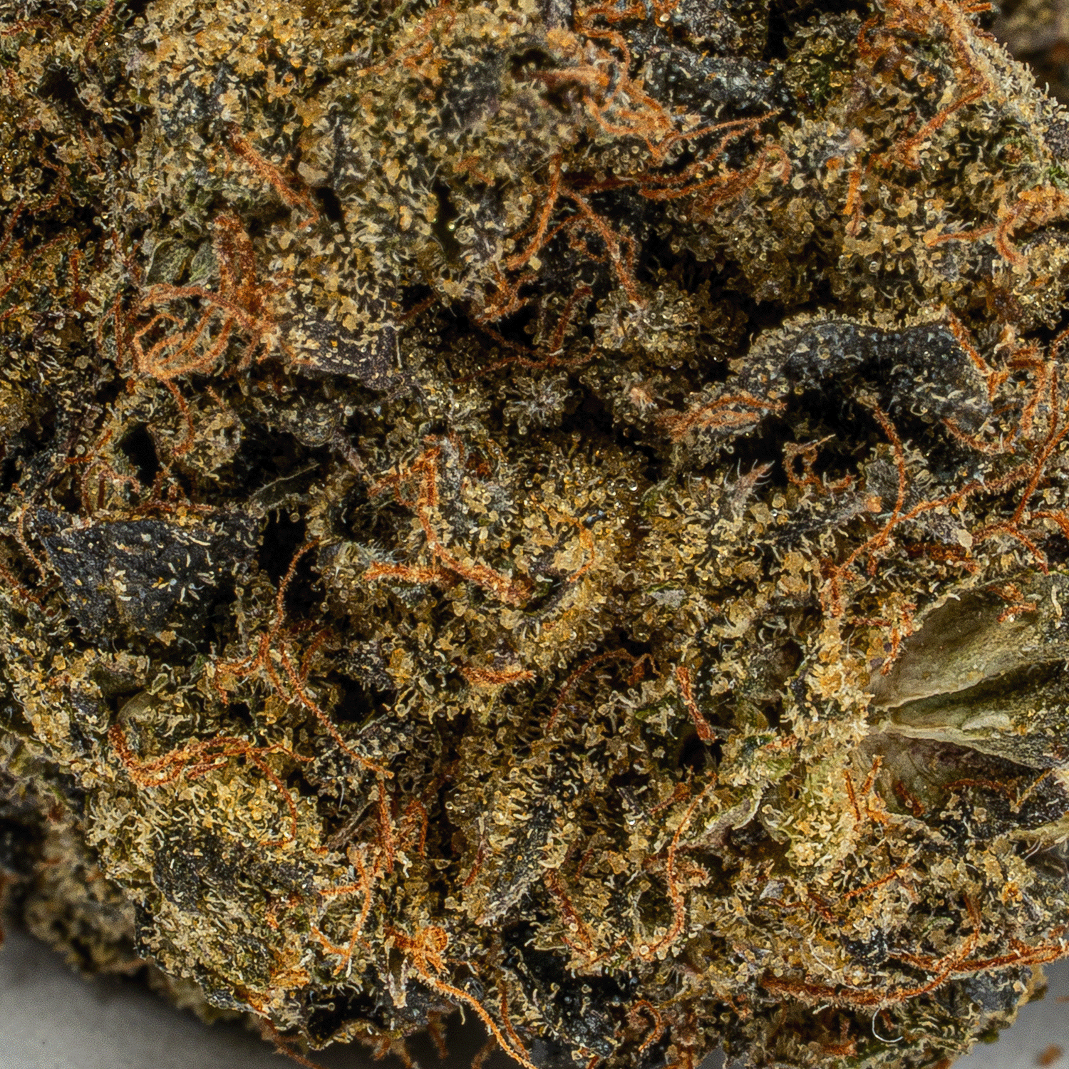 Gas Leak (AAA+) Gas Leak (AAA+)