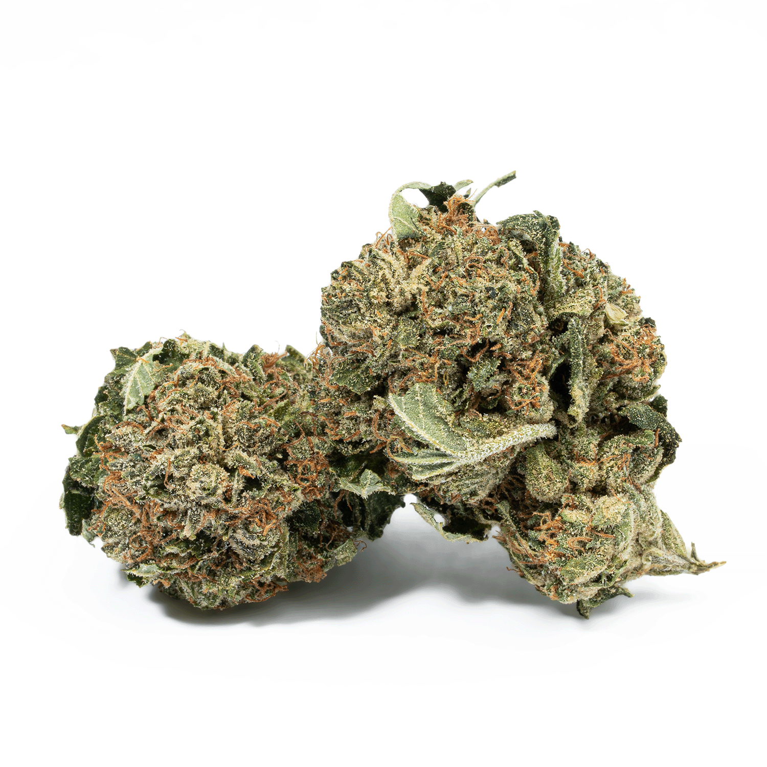 Glue Dream (AA) Glue Dream (AA)