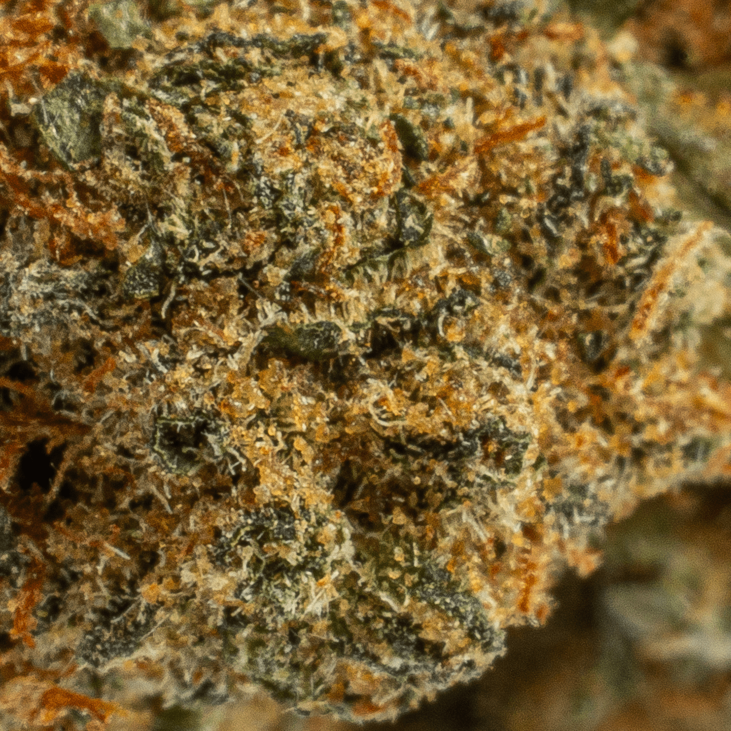 God's Gift (AA+) God's Gift (AA+)