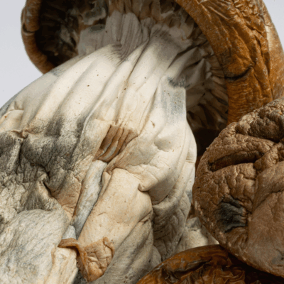 Golden Mammoth Mushrooms