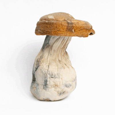 King Kong Mushrooms