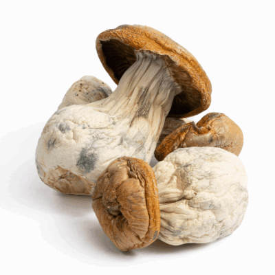 King Kong Mushrooms