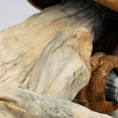 Makilla Gorilla Mushrooms