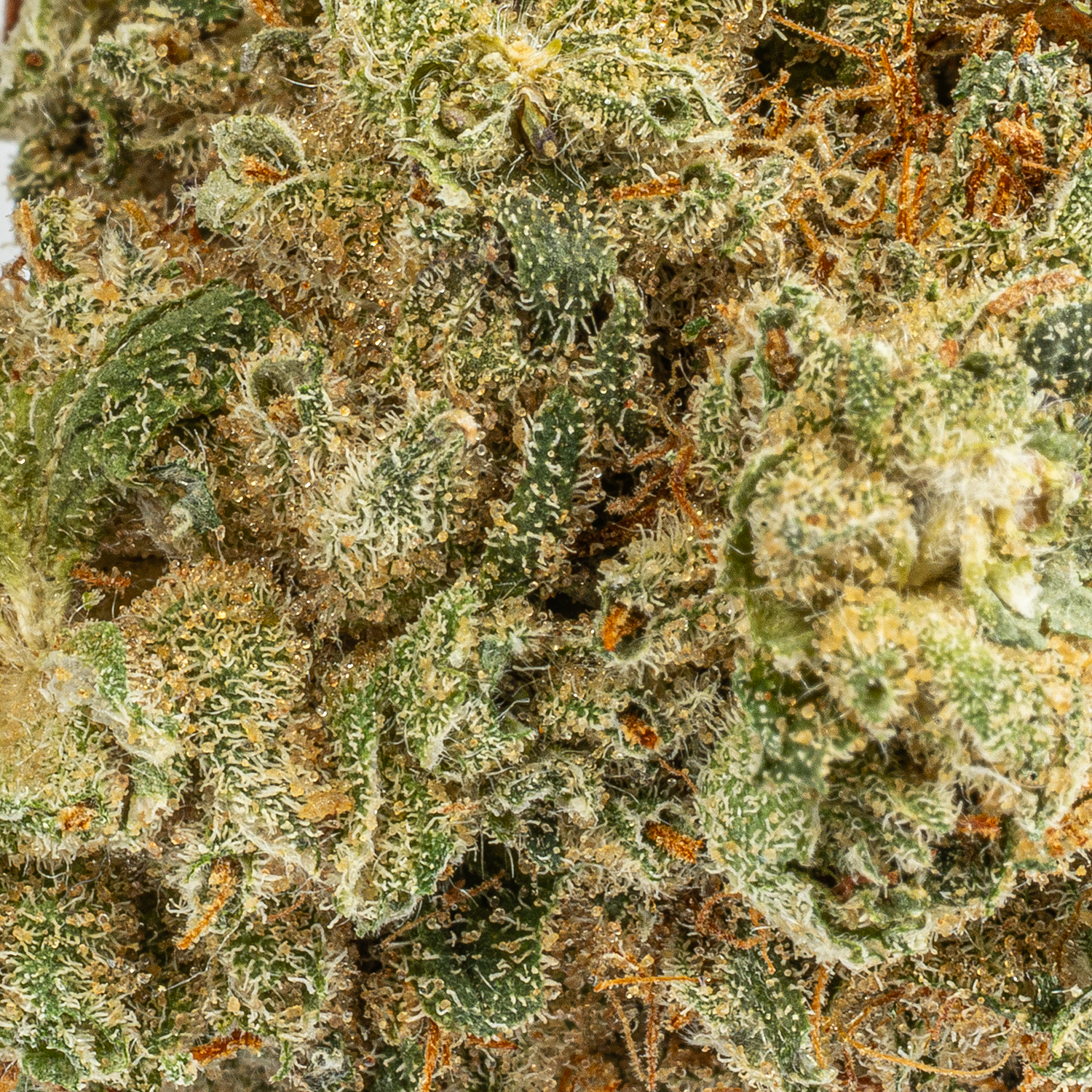 Mochi (AAA) Mochi (AAA)