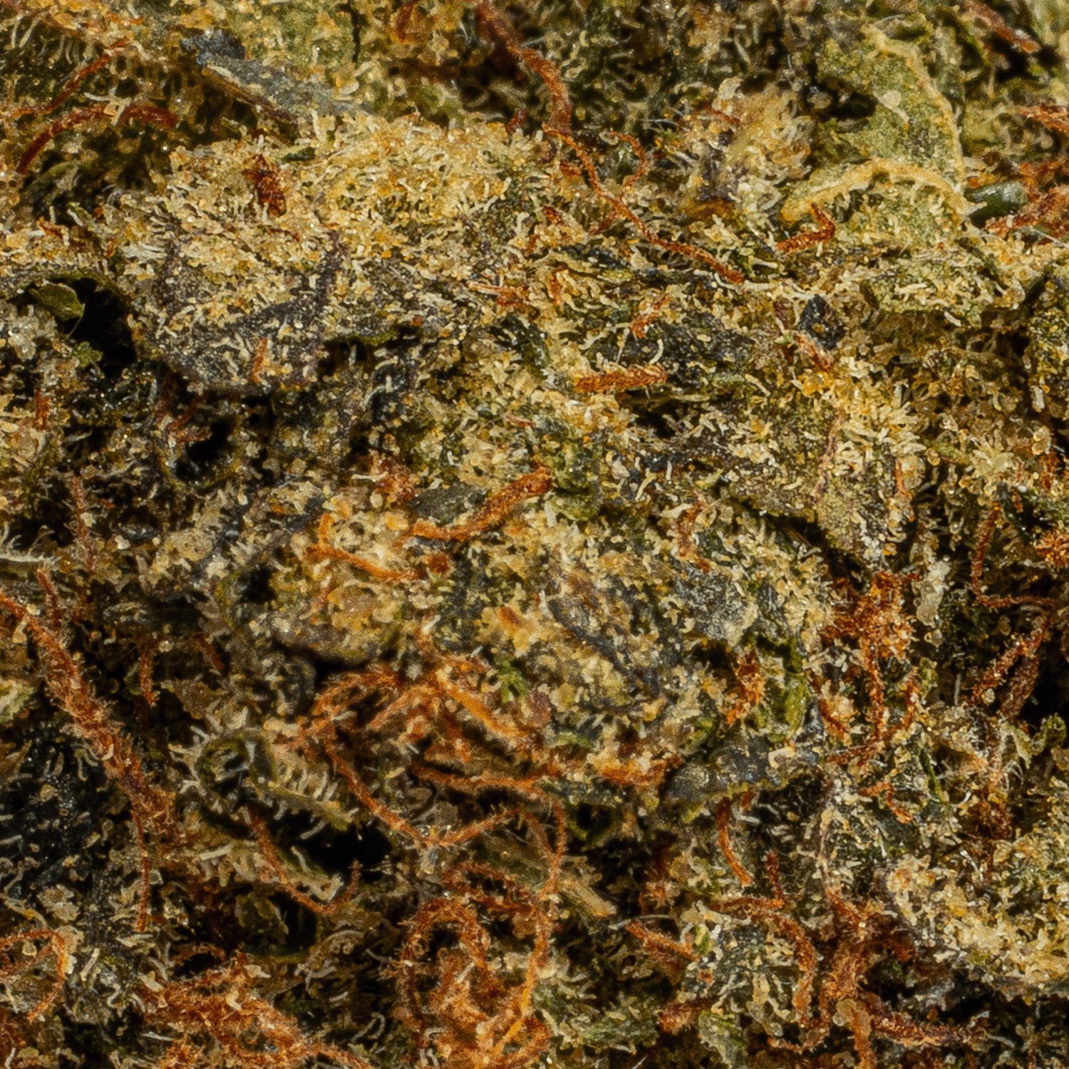 Moonwalker (AA+) Moonwalker (AA+)