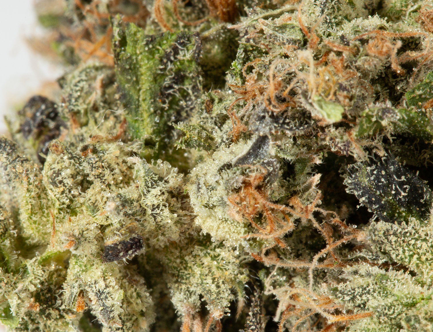 Primus (AAA+) Primus (AAA+)