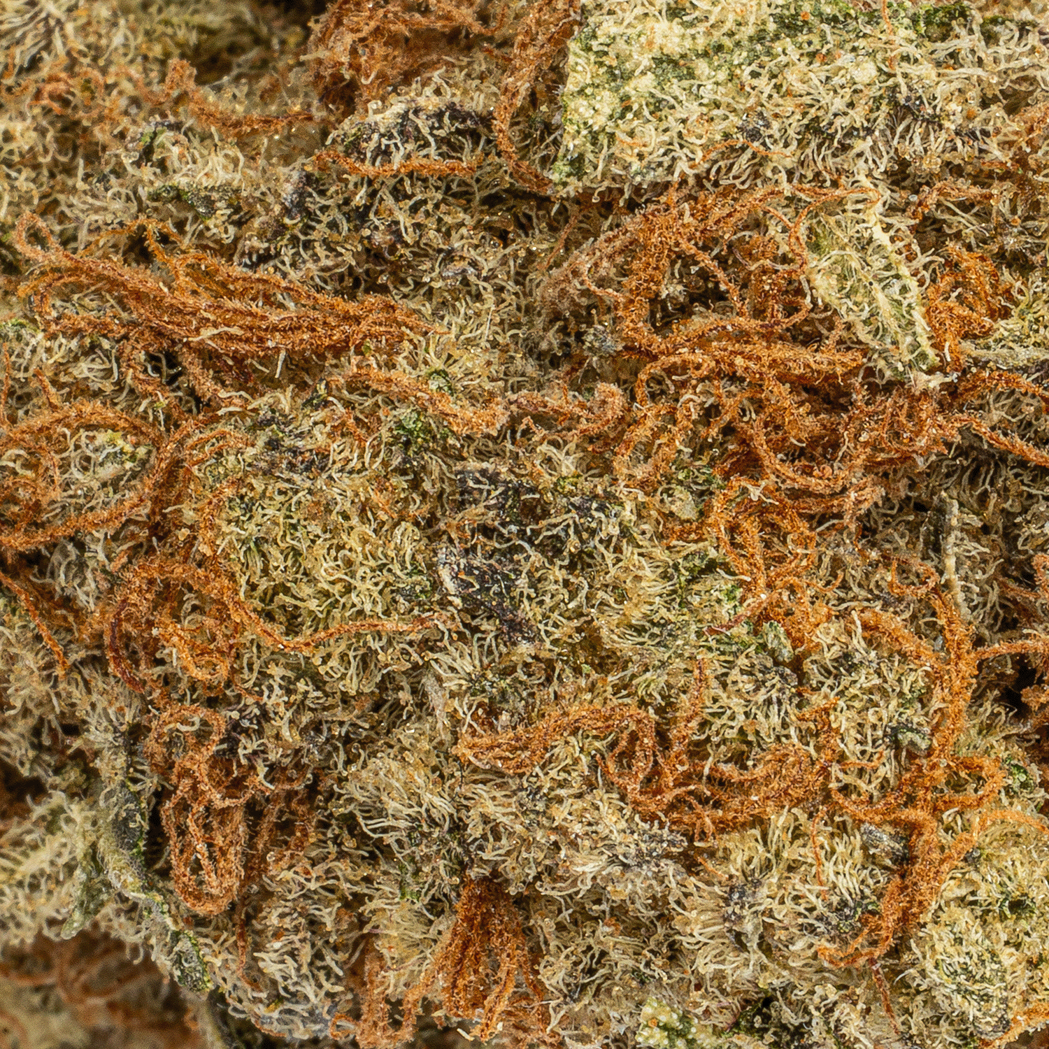 Silver Haze (AA+) Silver Haze (AA+)