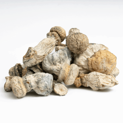 SV-13 Albino Mushrooms
