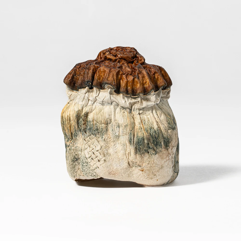 Texas Yellow Caps Mushrooms Texas Yellow Caps Mushrooms