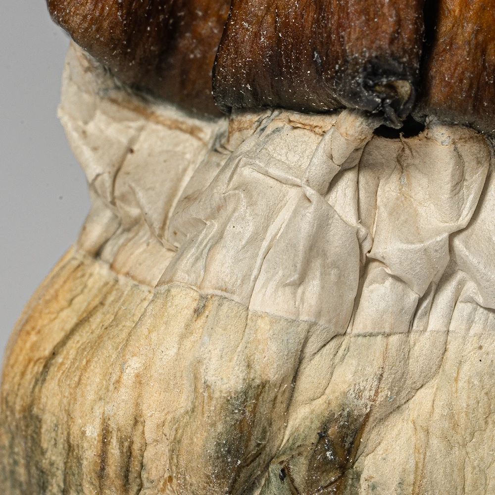 Texas Yellow Caps Mushrooms Texas Yellow Caps Mushrooms