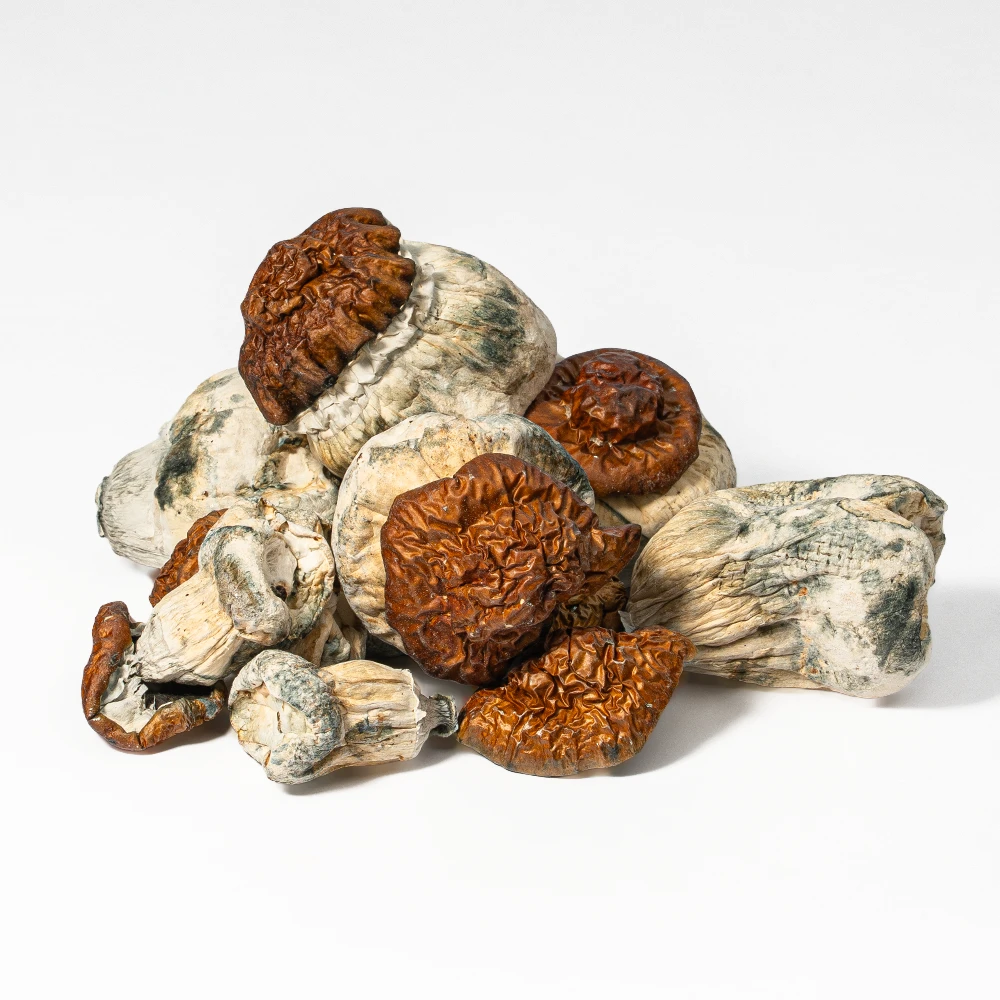 Texas Yellow Caps Mushrooms Texas Yellow Caps Mushrooms