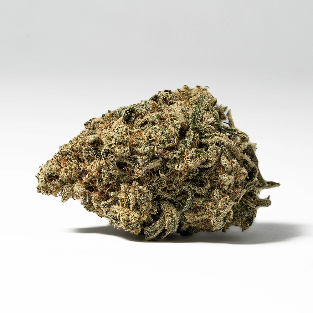 Bear Dance (AA) Bear Dance (AA)