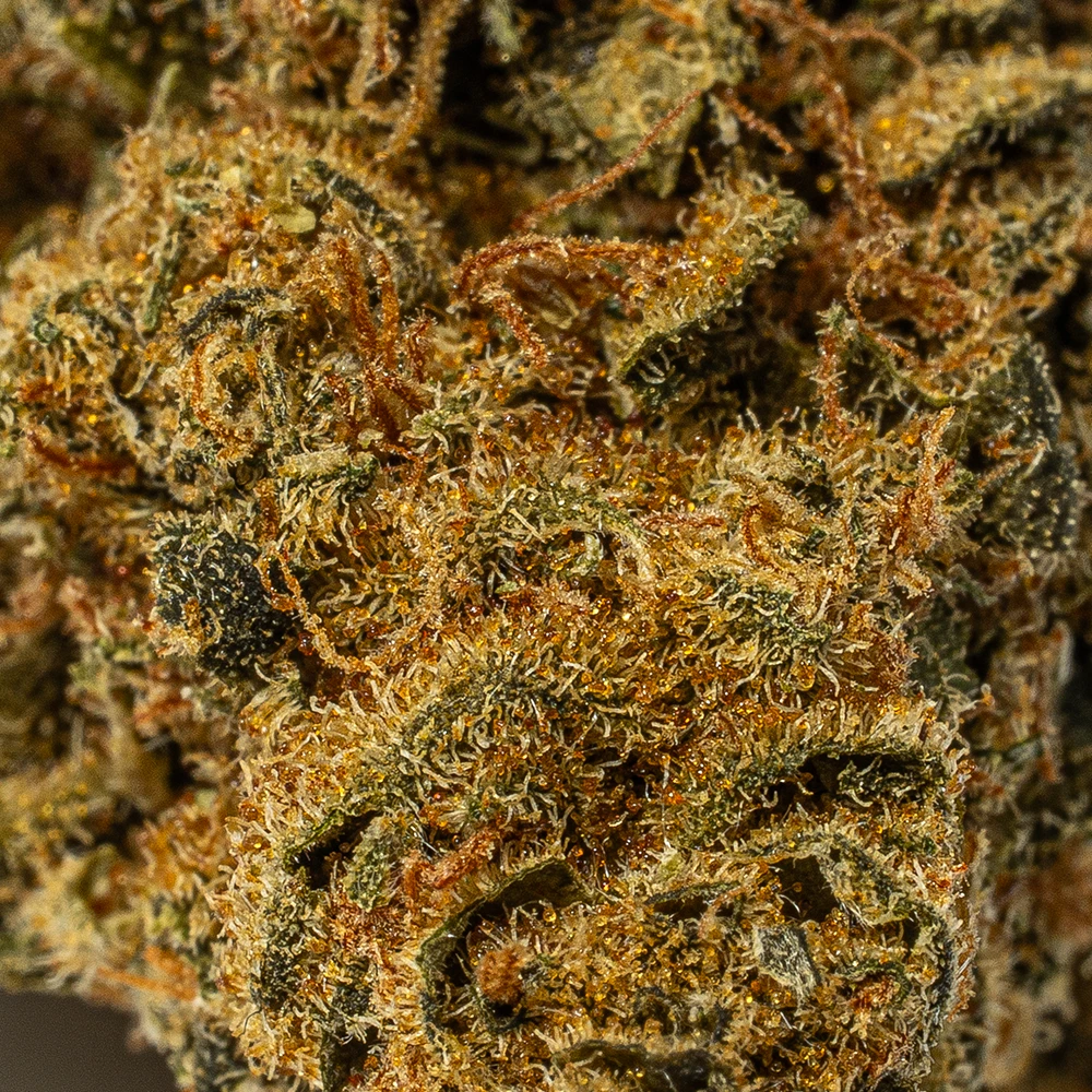 Bubblegum (AA) Bubblegum (AA)