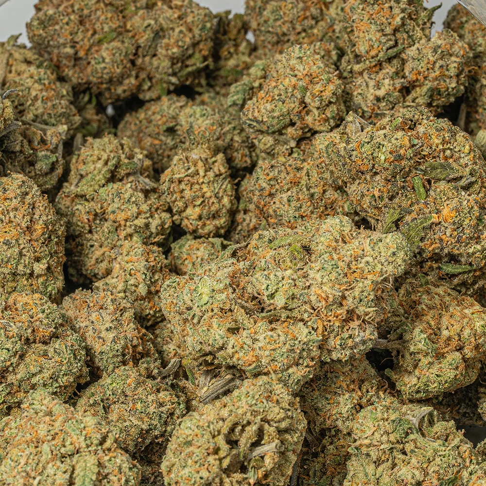 Harlequin (AAA) Harlequin (AAA)