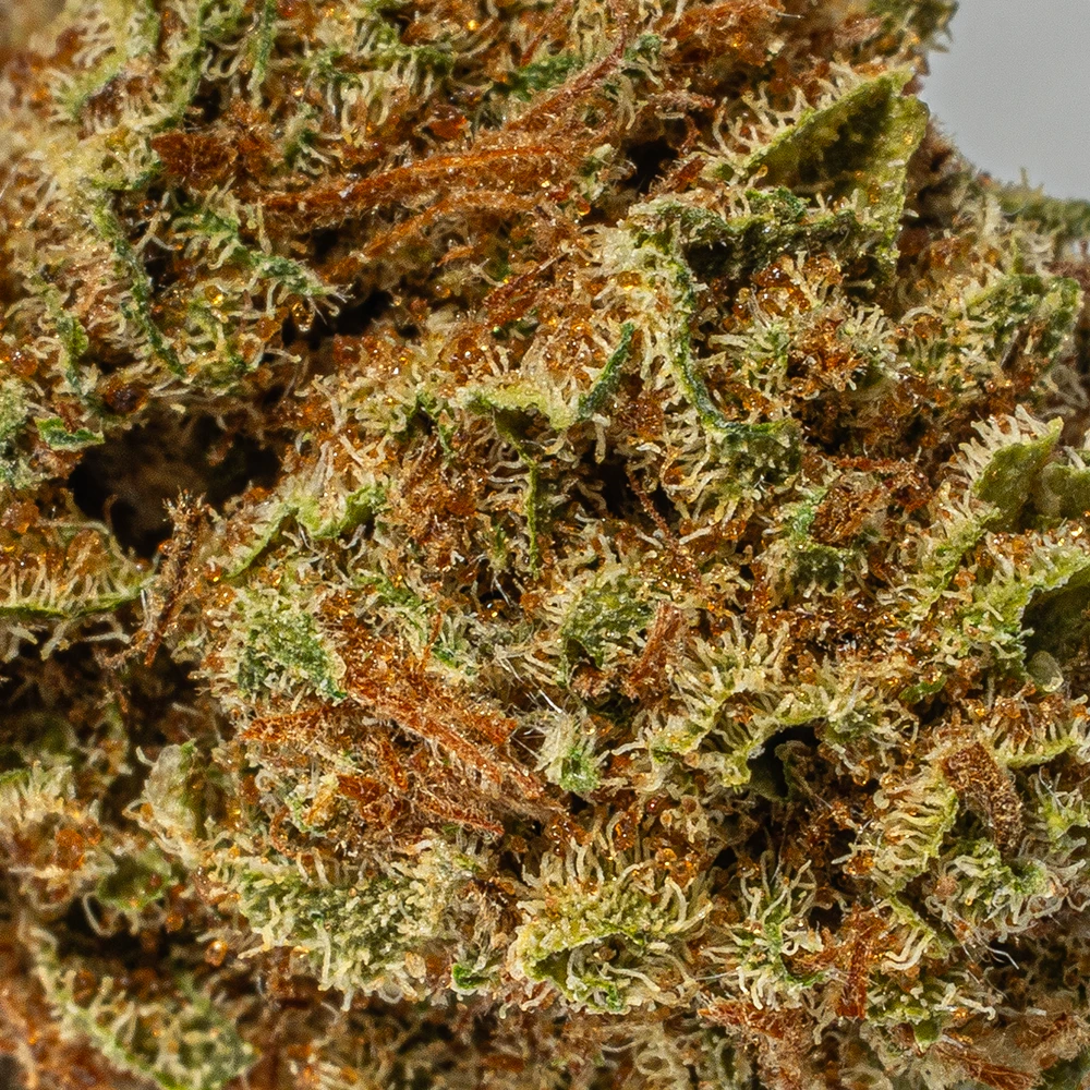 (Smalls) Raspberry Parfait (AA) (Smalls) Raspberry Parfait (AA)