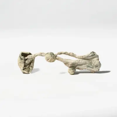 Albino Penis Envy (A.P.E) Mushrooms