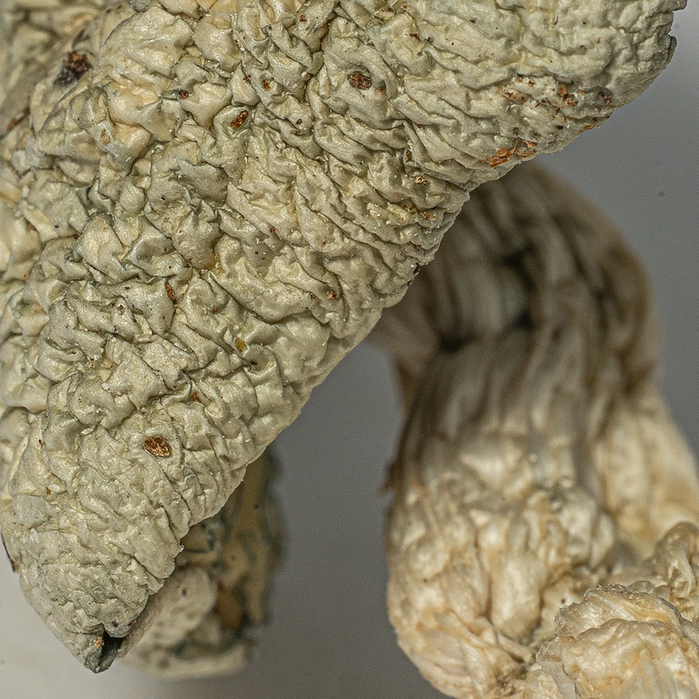 Albino Penis Envy (A.P.E) Mushrooms Albino Penis Envy (A.P.E) Mushrooms