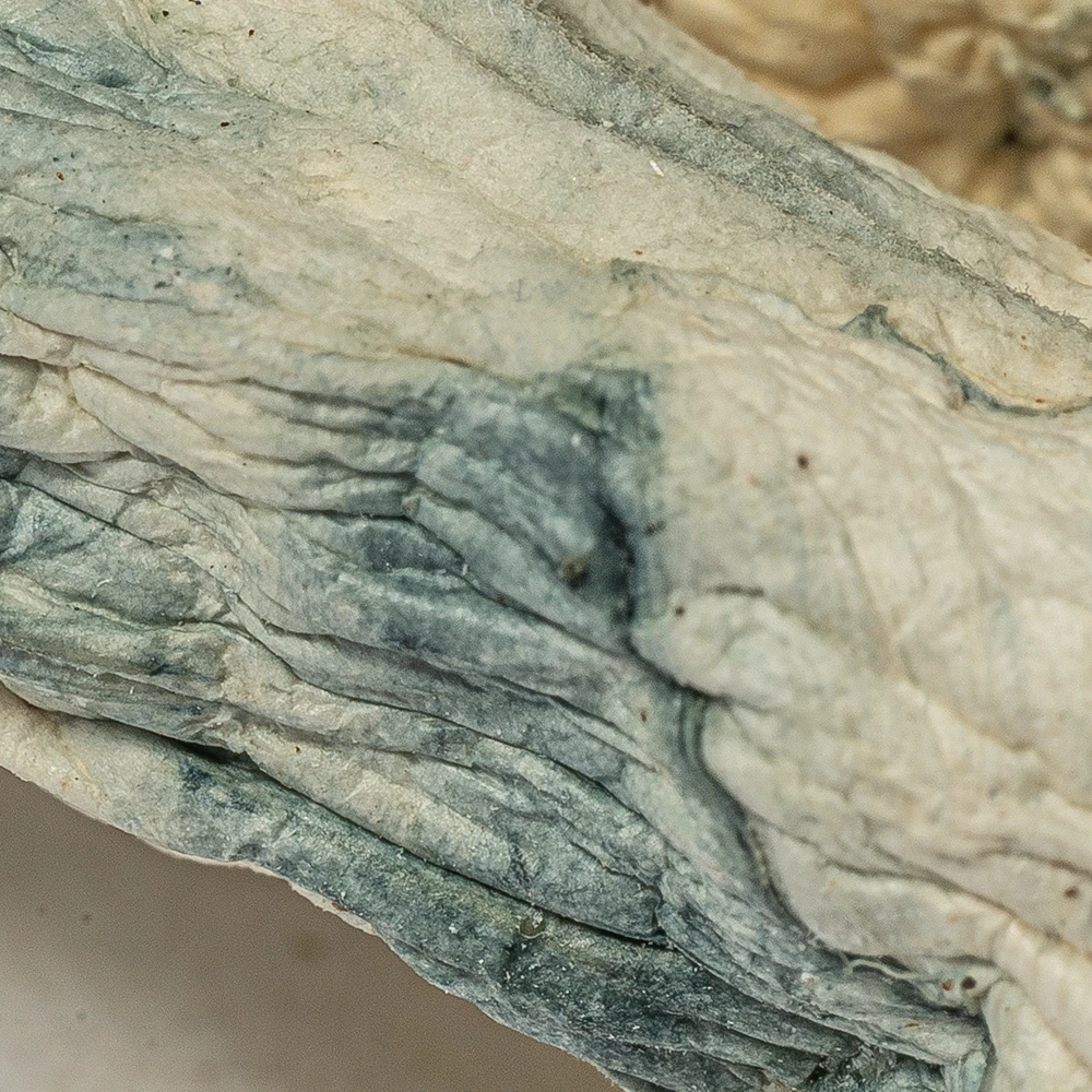 Albino Penis Envy (A.P.E) Mushrooms Albino Penis Envy (A.P.E) Mushrooms