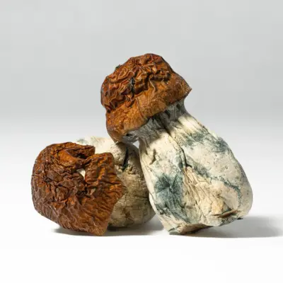 Blue Meanies Mushrooms Blue Meanies Mushrooms