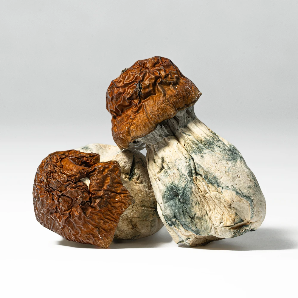 Blue Meanies Mushrooms Blue Meanies Mushrooms