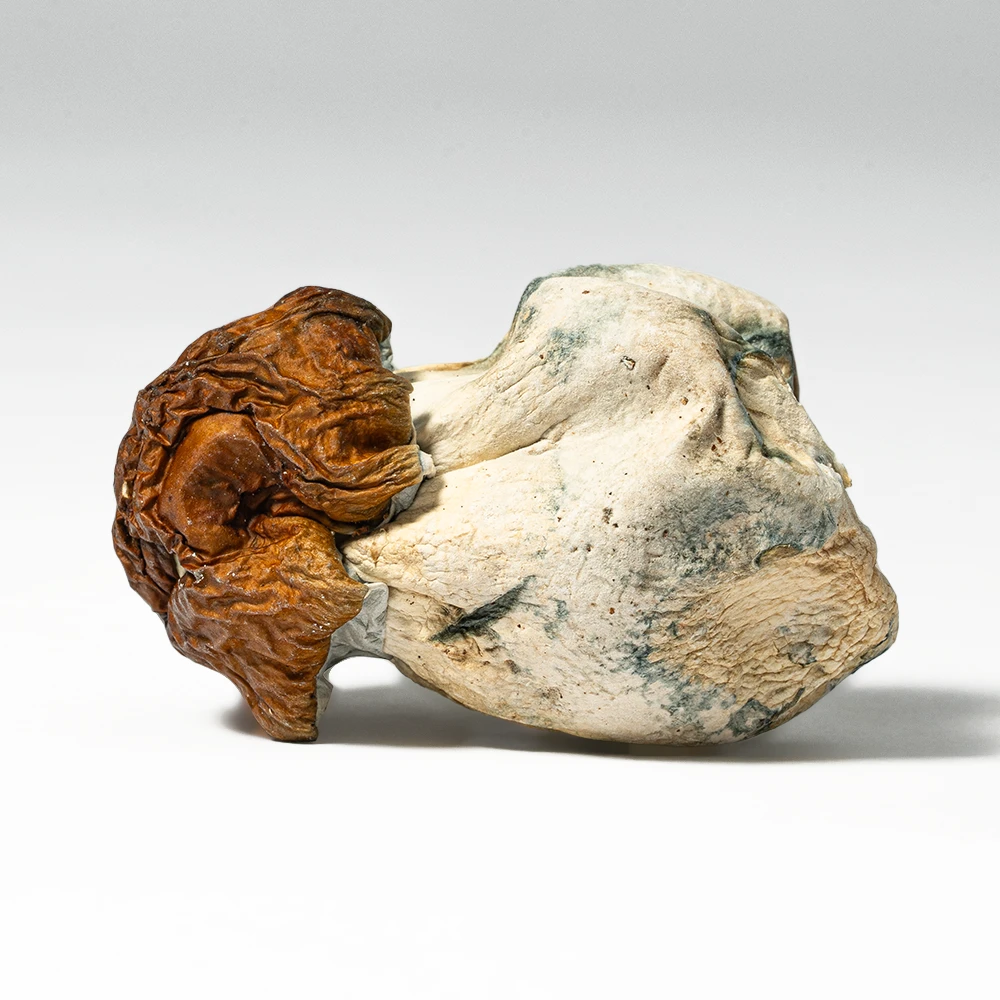 Blue Meanies Mushrooms Blue Meanies Mushrooms