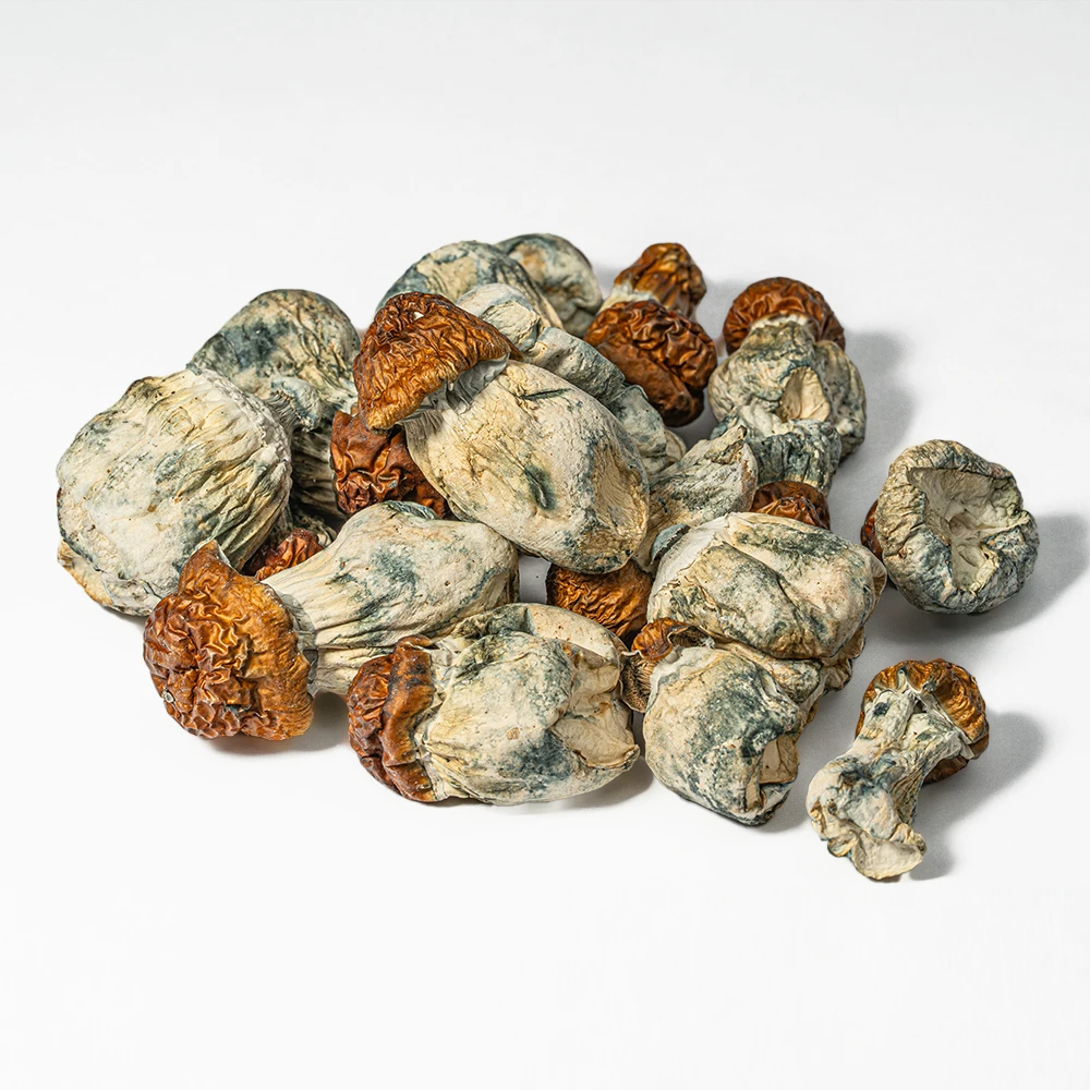 Blue Meanies Mushrooms Blue Meanies Mushrooms