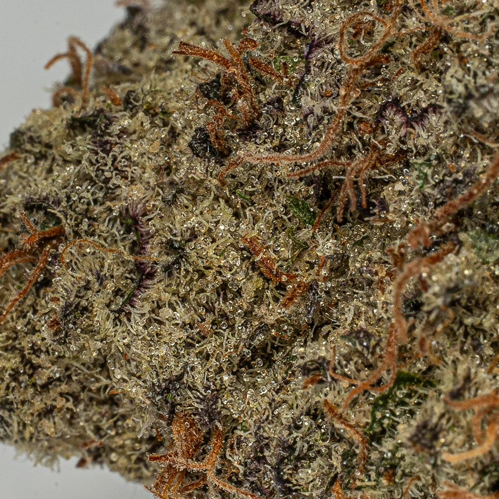 Raspberry Punch (AAA+) Raspberry Punch (AAA+)