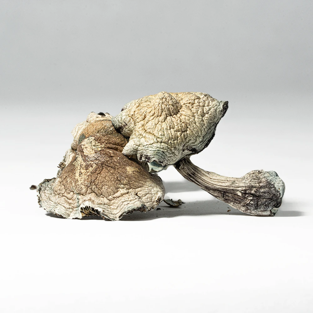 Golden Teacher Mushrooms Golden Teacher Mushrooms